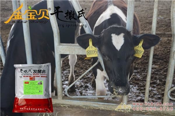 剿ž—公主å²çŒª‹‚šæ”¹é€ å¹²æ’’æ°å‘酵床养牛棚â€? width=